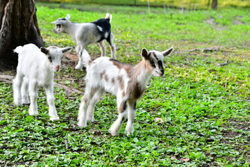 Fototapeta premium Kid Goats