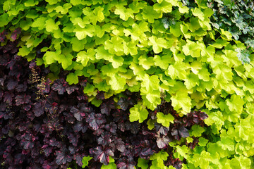 Colorful Foliage Texture of Heuchera Plants – Lime Green and Deep Burgundy Leaves