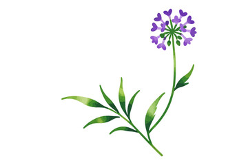 Watercolor Purple Allium Flower Illustration - Delicate Floral Artwork with Green Leaves - Botanical Art for Design and Decoration