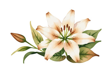 Watercolor Tiger Lily Illustration - Delicate Floral Artwork with Green Leaves and Bud - Botanical Painting for Spring Designs and Elegant Backgrounds