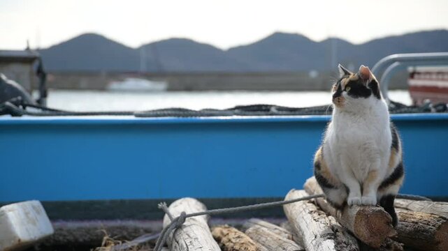 頭島の猫 （岡山県備前市, 2025年1月）