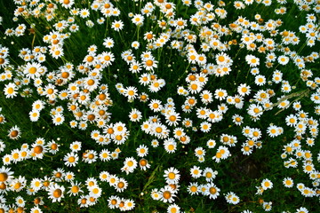 Daisies