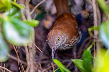 Brown trasher (Toxostoma rufum) during nesting. The young leave the nest very quickly, 9 to 13 days after hatching