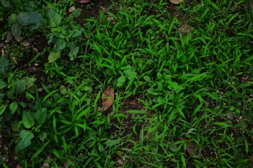 Lush Green Groundcover: A Serene Naturalistic Study