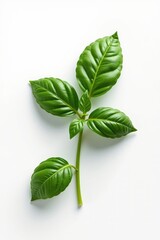 A fresh green basil sprig with five leaves on a white background.
