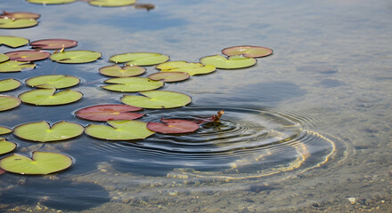 Lily Pads Floating Peacefully On Water With Reflective Sunlit Patterns
