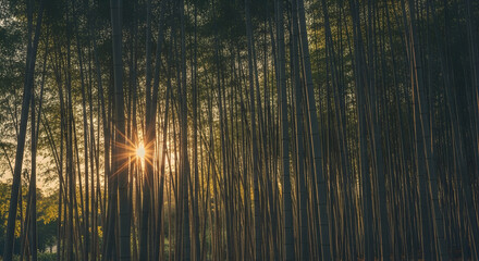 Sunlight Peeking Through Dense Bamboo Forest At Sunrise Scenery