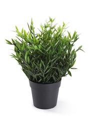 Artificial plant on white background