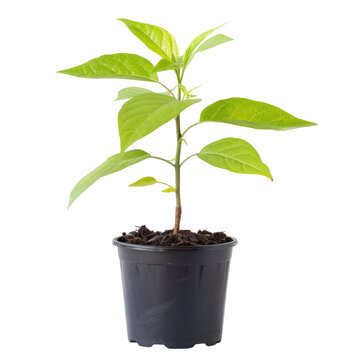 Fototapeta Young green plant in black plastic pot, showcasing vibrant leaves and healthy stem. This captures essence of growth and nature, perfect for gardening or environmental themes