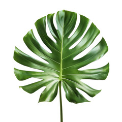 Vibrant green monstera leaf showcases its unique, split shape, adding touch of tropical elegance to any setting. This leaf symbolizes nature beauty and freshness