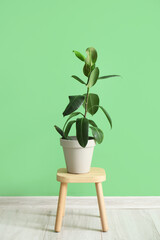 Ficus benjamina on stool near green wall in room