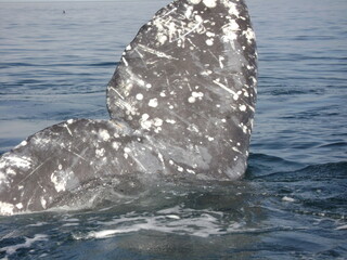 A gray whale tail sticking out of the water