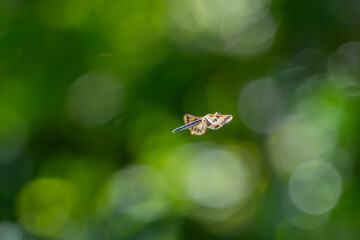 Dragonfly in flight