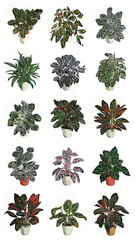 Houseplant Haven: Indoor Flora and Ornamental Plant Collection with Vibrant Foliage and Eco-Friendly Decor