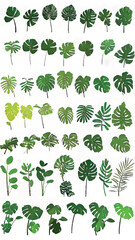 Fototapeta premium Exotic Botanical Leaves Art: Tropical Green Nature Silhouette for Decorative Background Design