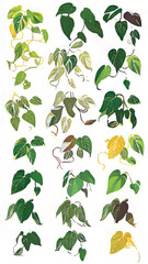Botanical Art Memory: Vibrant Greenery and Foliage in Nature Illustration with Decorative Organic Elements and Tropical Plant Study