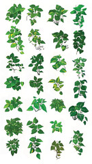 Vibrant Green Leaves: Botanical Illustration of Tropical Houseplants in Lush Arrangements for Eco-Friendly and Sustainable Decor