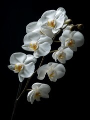 White Orchid on black Background, wallpaper 