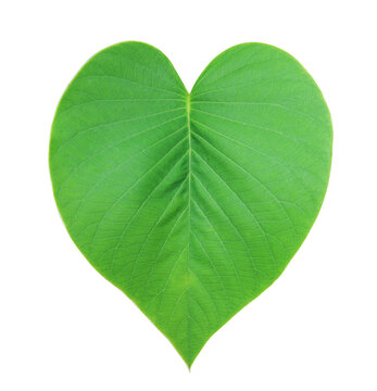 Spotted Sicklefish or Drepane punctata or Ficus religiosa leaf. Close up single green leaf of  Ficus religiosa tree isolated on transparent background.
