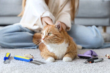 Woman brushing cute cat and pet accessories on floor at home, closeup