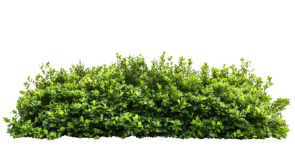 Obraz premium green grass isolated on white background 