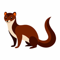 Weasel on white background 