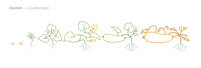Zucchini Growth Stages Vector for Agribusiness and Crop Management