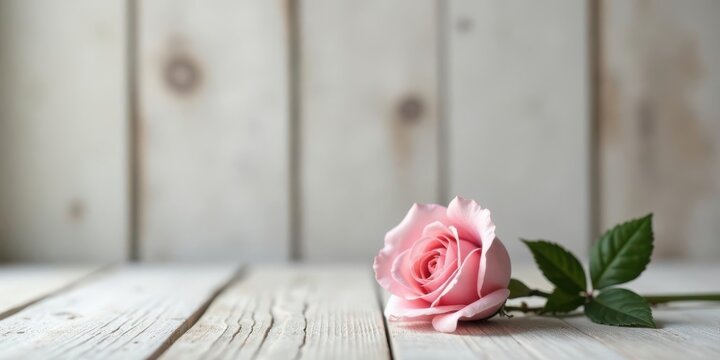 A single pale pink rose rests gently on a weathered wood surface, its delicate petals unfurling against a backdrop of soft, light-colored planks.