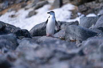 Chinstrap Penguins photography in Hope Bay Antarctica