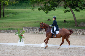 Young Female Rider Performing Dressage Test on Chestnut Mare 