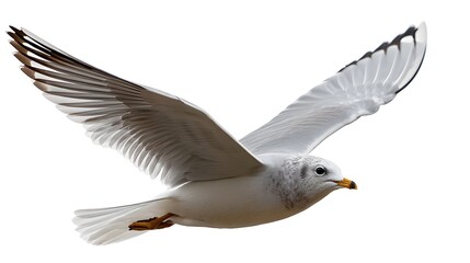 Obraz premium Graceful seagull gliding through the air