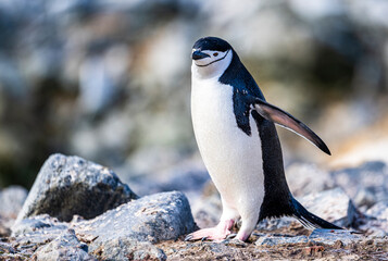 Chinstrap Penguins photography in Hope Bay Antarctica