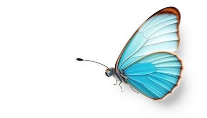 Cyan-winged butterfly, delicate details, isolated on white background,  wings,  elegance