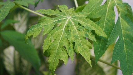 green leaf with water drops