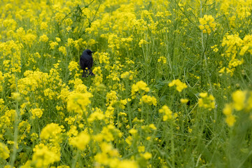 菜の花畑に立つ黒い鳥