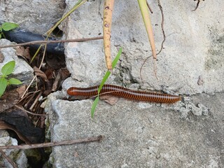 millipede on the cement in the city