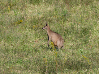 Eastern Grey Kangaroo (Macropus giganteus) grazing on pastural land.