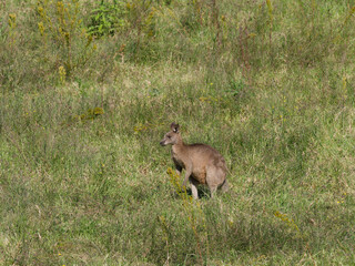 Eastern Grey Kangaroo (Macropus giganteus) grazing on pastural land.