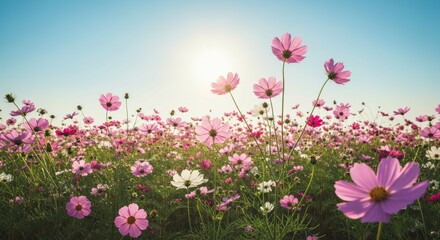 Fototapeta premium Cosmos Flower Field Blooming Under Bright Sunlight and Blue Sky
