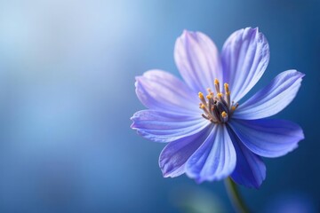 A delicate lilac bloom, softly illuminated against a serene azure backdrop, captures the essence of quiet beauty and gentle grace.