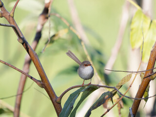 Female Superb Fairywren (Malurus cyaneus) perched a branch with bokeh green Australian bush background.