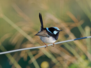 Male Superb Fairywren (Malurus cyaneus) perched on a fence wire with bokeh long grass background.