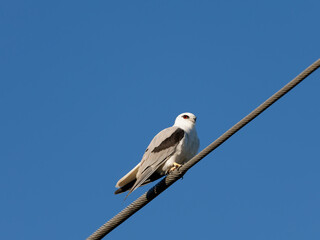 Black-shouldered Kite (Elanus axillaris) perched on a power line with clear blue sky background