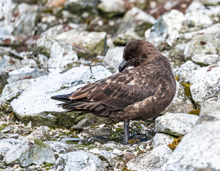 Brown Skua in antarctica self pruning phutograph