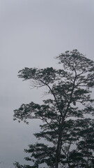 tree in the mist