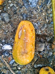 orange lichen on a rock