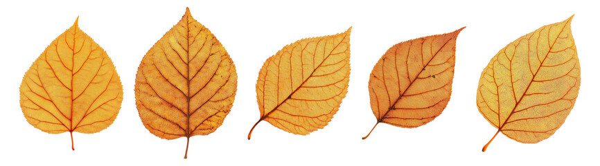 Five Autumn Leaves in Various Shades of Yellow and Orange on White, Isolated on Transparent, white background