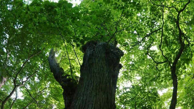 初夏の森の大木