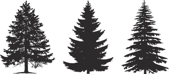 Dramatic high-contrast silhouettes of detailed evergreen trees in a moody coniferous forest.





