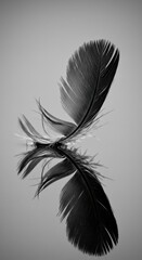 Obraz premium A Black Feather in Flight: A Monochromatic Study of Delicate Nature
